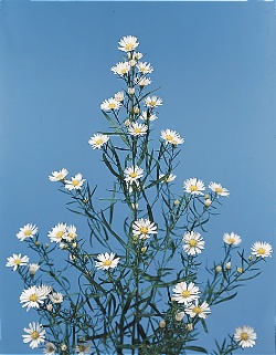 صور ورود 2011 - تقرير عن انواع الزهور 12
