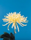 صور ورود 2011 - تقرير عن انواع الزهور 19