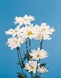 صور ورود 2011 - تقرير عن انواع الزهور 20