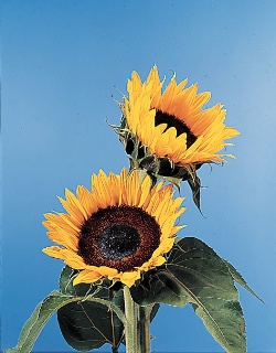Sunflower دوار الشمس 30
