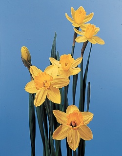 صور ورود 2011 - تقرير عن انواع الزهور View_uploader10