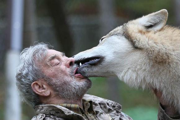 الرجل الذئب: أربعون عاماً في وكر الذئاب Werner-freund-wolf