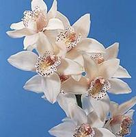 أنواع الزهور بالصور  / Types de fleurs images 00026__cymbidium_orchid_spray__white_