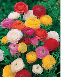 أنواع الزهور بالصور  / Types de fleurs images 30802
