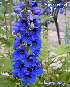 أنواع الزهور بالصور  / Types de fleurs images Delphinium-elat-blue-jay-pacific-giant-hybrid2