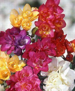 أنواع الزهور بالصور  / Types de fleurs images Freesia_double_mixed