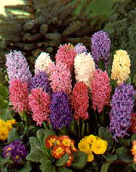 أنواع الزهور بالصور  / Types de fleurs images Hyacinth15