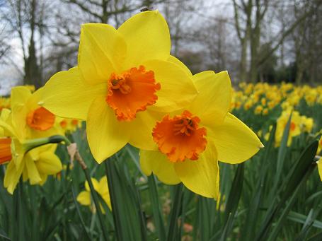 أنواع الزهور بالصور  / Types de fleurs images Maincampus-daffodil