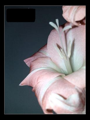 أنواع الزهور بالصور  / Types de fleurs images Up-ruoof-net-4b4d48e82c